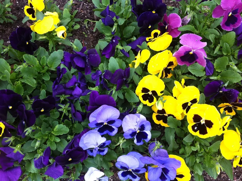 Reliable yard cleanup service experts serving Keller, TX - GreenWorld Landscape & Maintenance Services, LLC