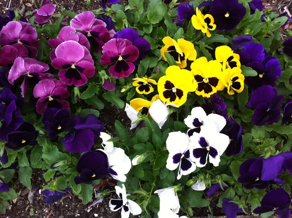 Local lawn mowing service in Keller, TX - GreenWorld Landscape & Maintenance Services, LLC