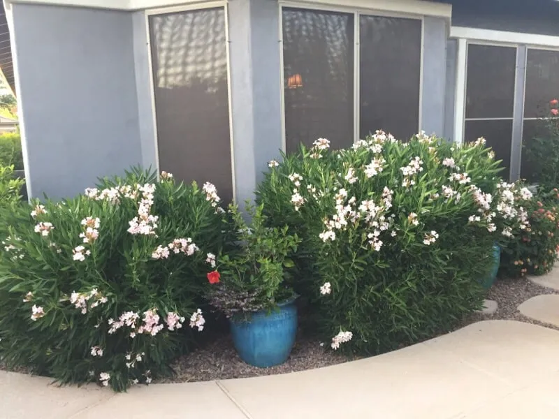 Professional lawn care service in Queen Creek, AZ by Greenworx Landscaping LLC