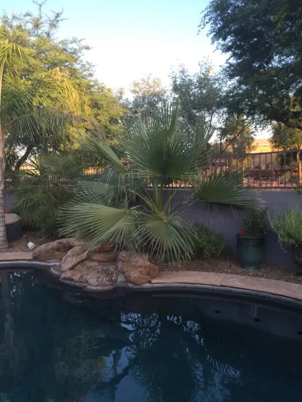 Affordable lawn mowing service with custom design across Queen Creek, AZ - Greenworx Landscaping LLC