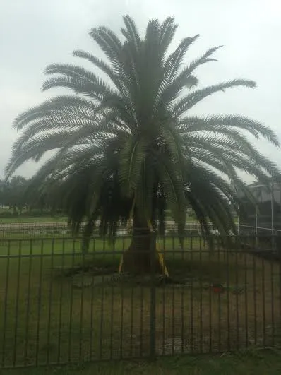 Professional landscaping services experts serving Naples, FL - Greenworx Lawn Care