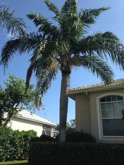 Expert landscape design for year-round maintenance across Naples, FL - Greenworx Lawn Care