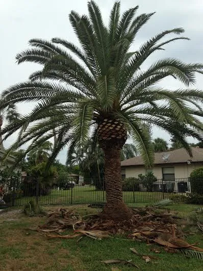 Reliable yard maintenance experts serving Naples, FL - Greenworx Lawn Care