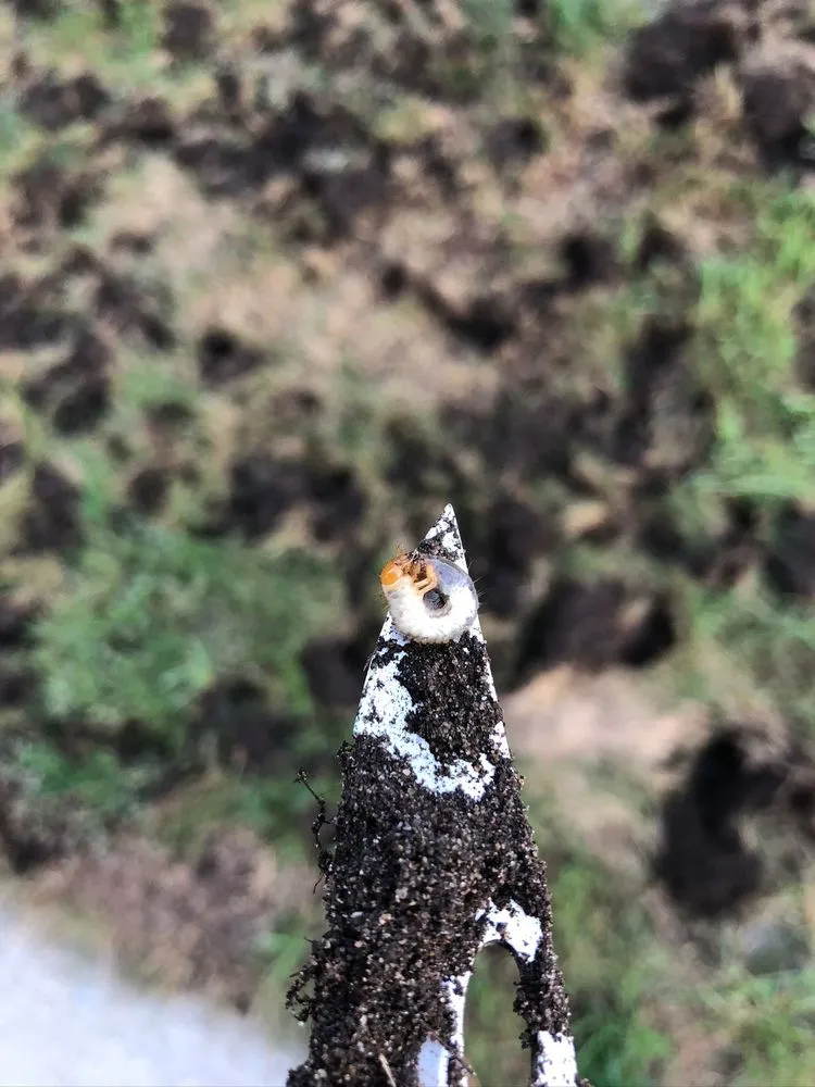 Expert yard maintenance for residential properties across Shelby Township, MI - GreenX Lawn and Tree Care