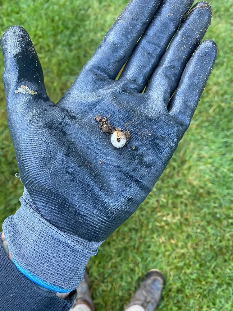 Trusted residential landscaping with custom design across Shelby Township, MI - GreenX Lawn and Tree Care