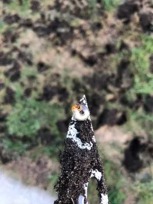 GreenX Lawn and Tree Care