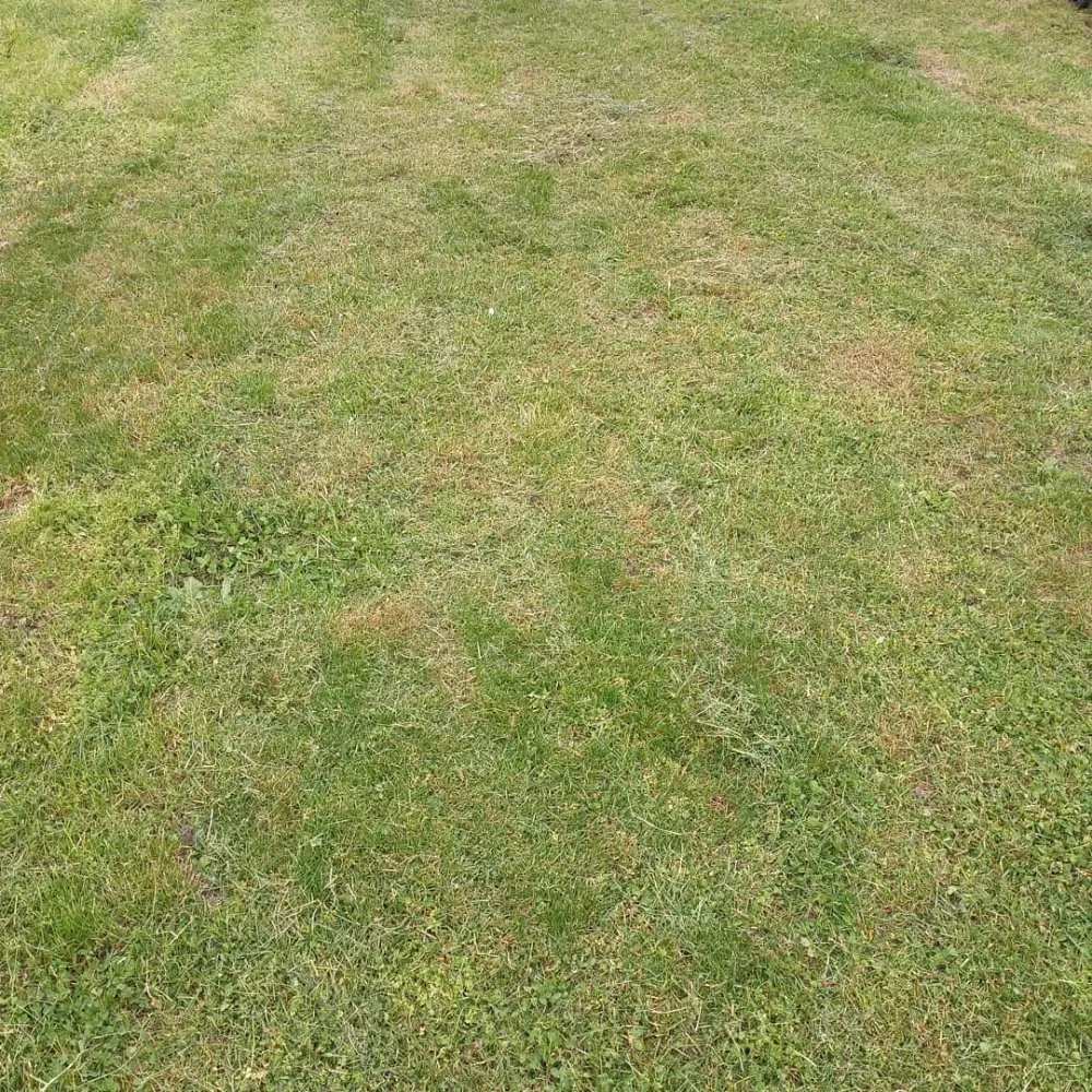 Expert landscaping services in Reading, PA - Greenyius Lawncare