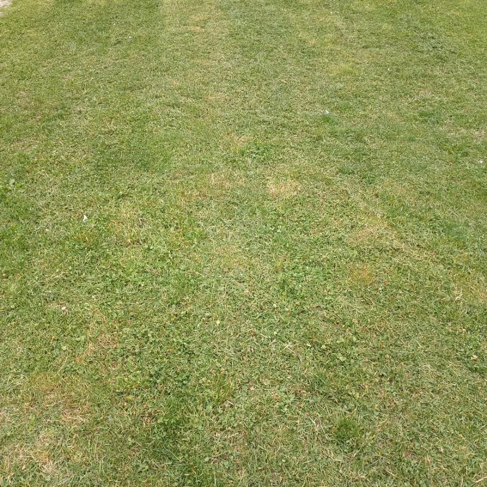 Local landscaping services near you across Reading, PA - Greenyius Lawncare