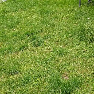 Greenyius Lawncare Logo