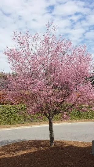 Local landscape design with custom design across Fairhope, AL - Greer Gardens