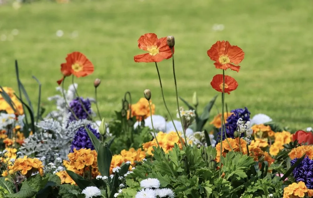 Professional yard maintenance for residential properties in Boone, NC by Greer Worx