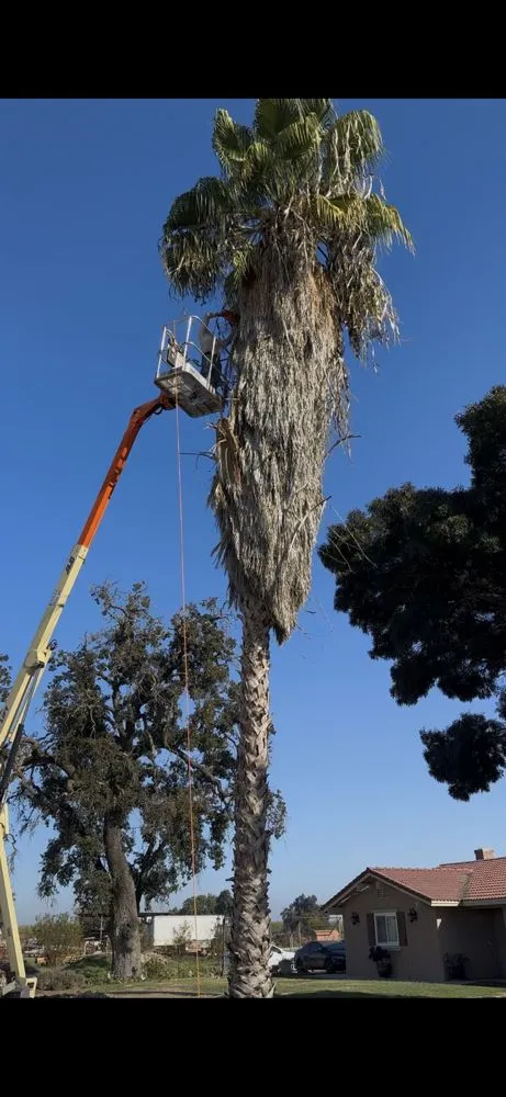 Reliable lawn care service in Farmersville, CA by Greesk Tree Service