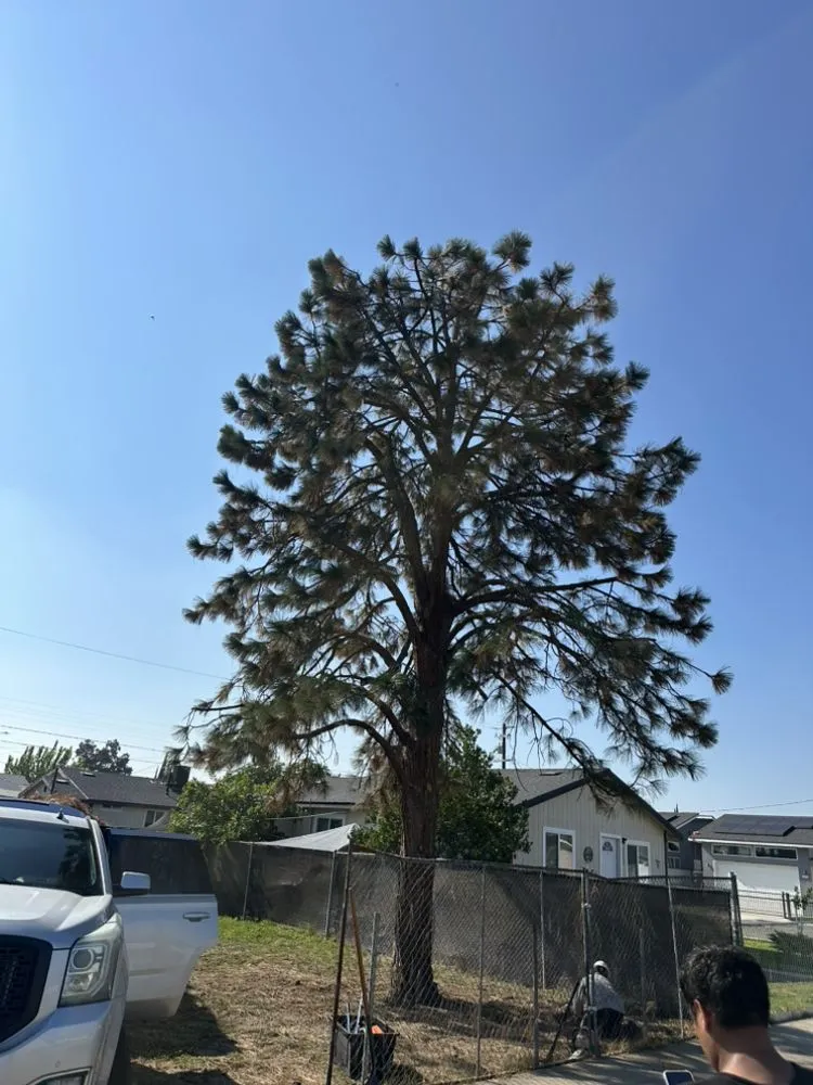 Local residential landscaping experts serving Farmersville, CA - Greesk Tree Service