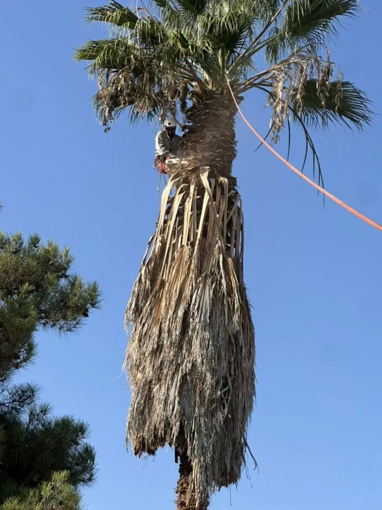 Local residential landscaping for beautiful yards across Farmersville, CA - Greesk Tree Service