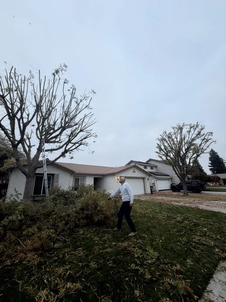 Trusted yard cleanup service for beautiful yards across Farmersville, CA - Greesk Tree Service