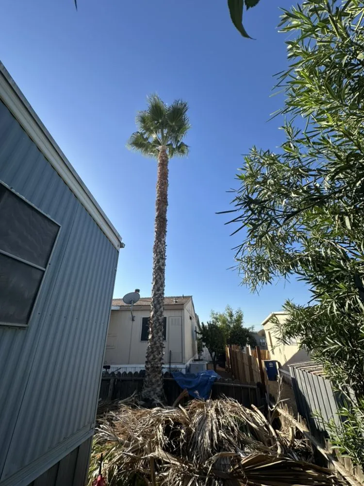 Affordable residential landscaping experts serving Farmersville, CA - Greesk Tree Service