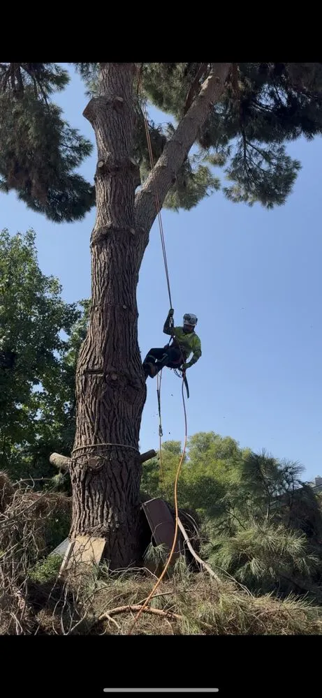 Affordable yard cleanup service in Farmersville, CA - Greesk Tree Service