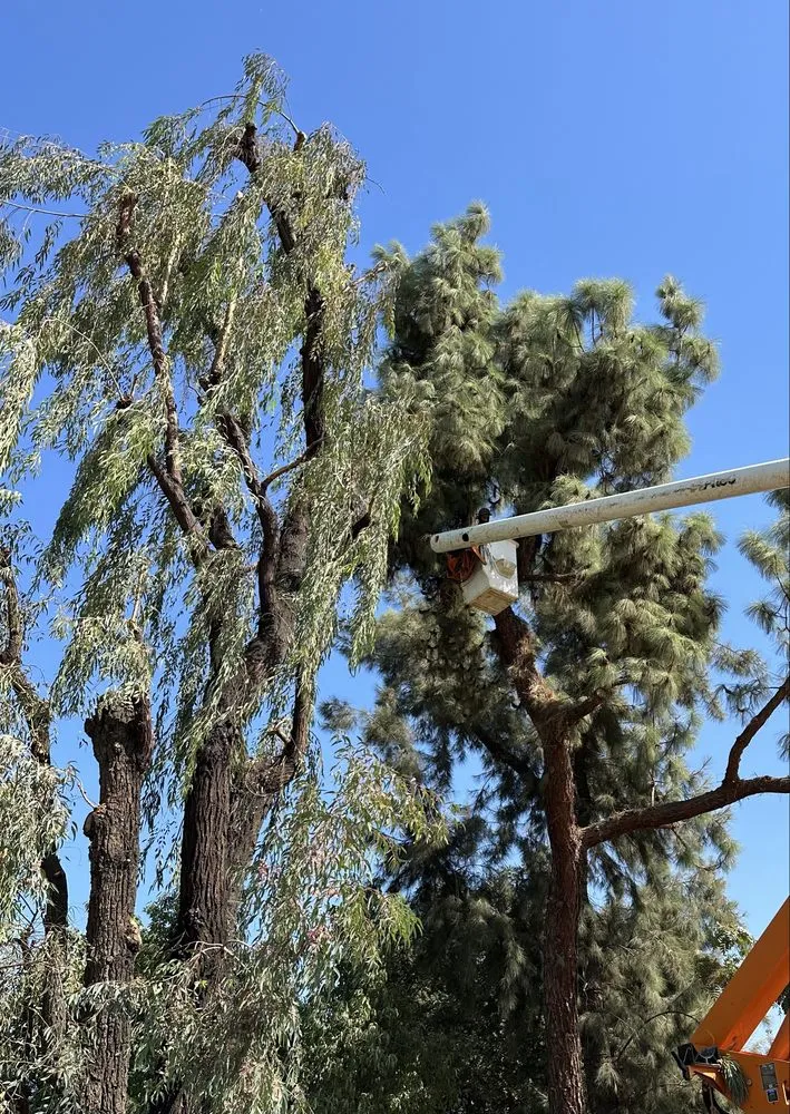 Trusted landscape installation for beautiful yards in Farmersville, CA by Greesk Tree Service