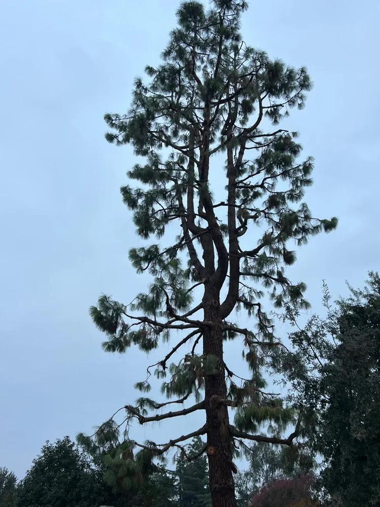 Expert landscaping services in Farmersville, CA by Greesk Tree Service