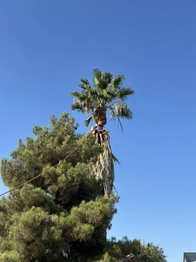 Trusted lawn care service in Farmersville, CA by Greesk Tree Service