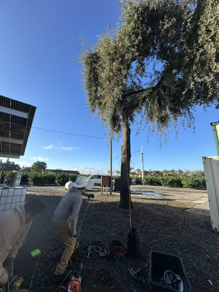 Professional landscaping services near you across Farmersville, CA - Greesk Tree Service