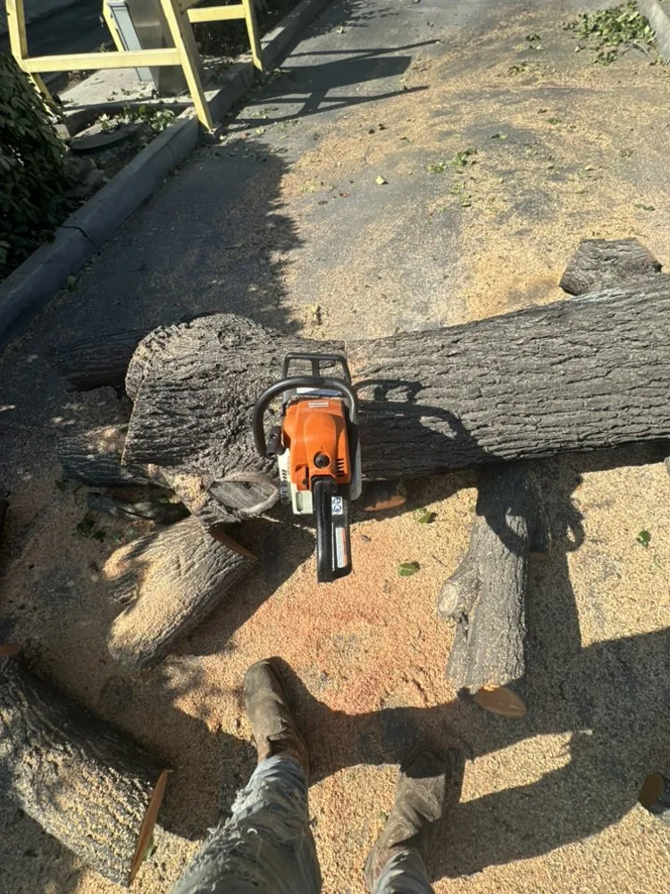 Professional lawn care service with custom design in Farmersville, CA by Greesk Tree Service