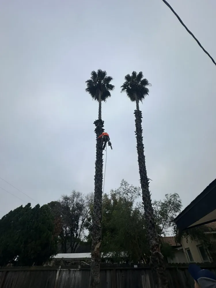 Top-rated residential landscaping experts serving Farmersville, CA - Greesk Tree Service