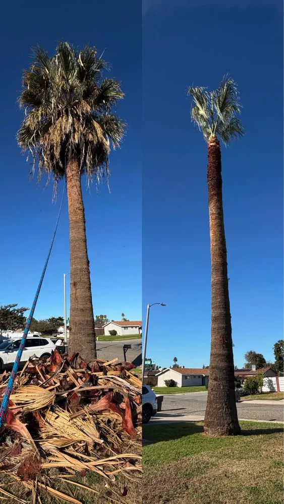 Reliable yard maintenance near you in Farmersville, CA by Greesk Tree Service