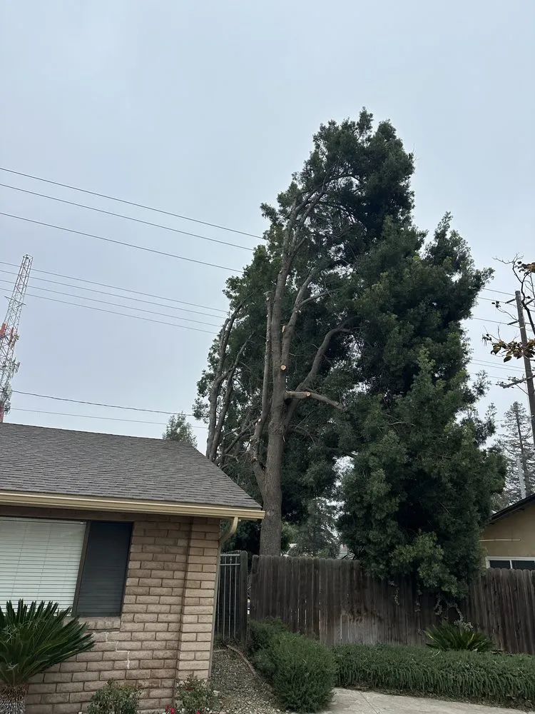 Trusted landscape installation for year-round maintenance across Farmersville, CA - Greesk Tree Service
