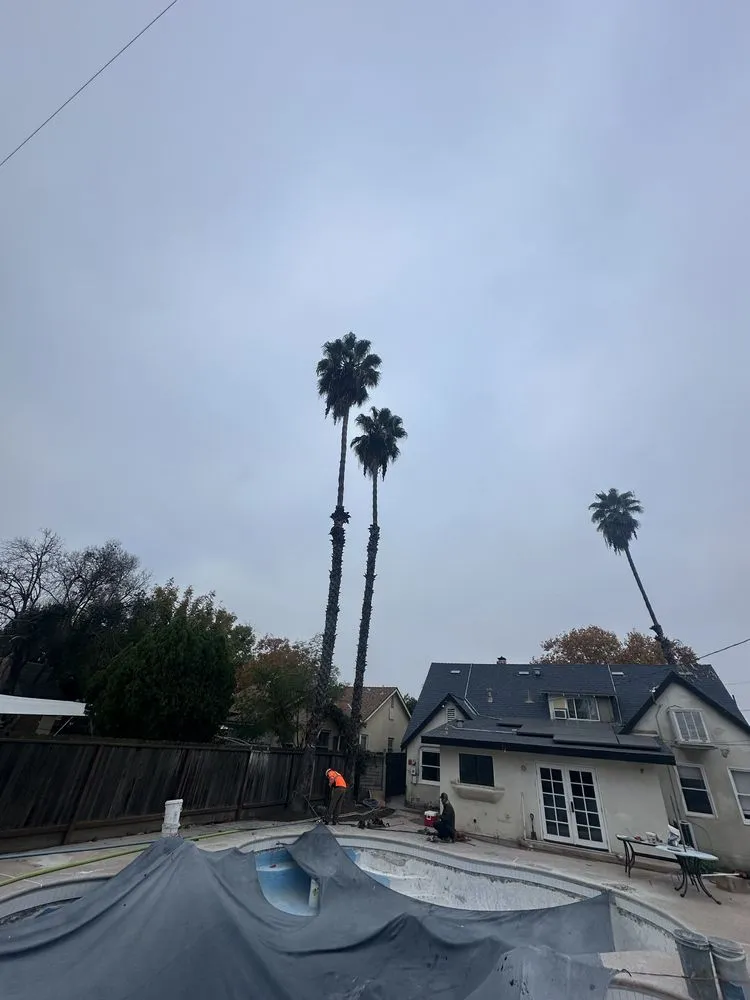 Professional residential landscaping in Farmersville, CA by Greesk Tree Service