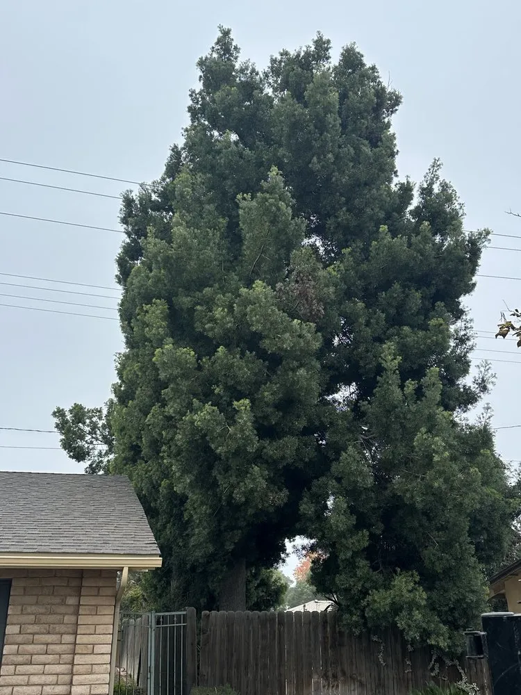 Professional garden landscaping near you in Farmersville, CA by Greesk Tree Service