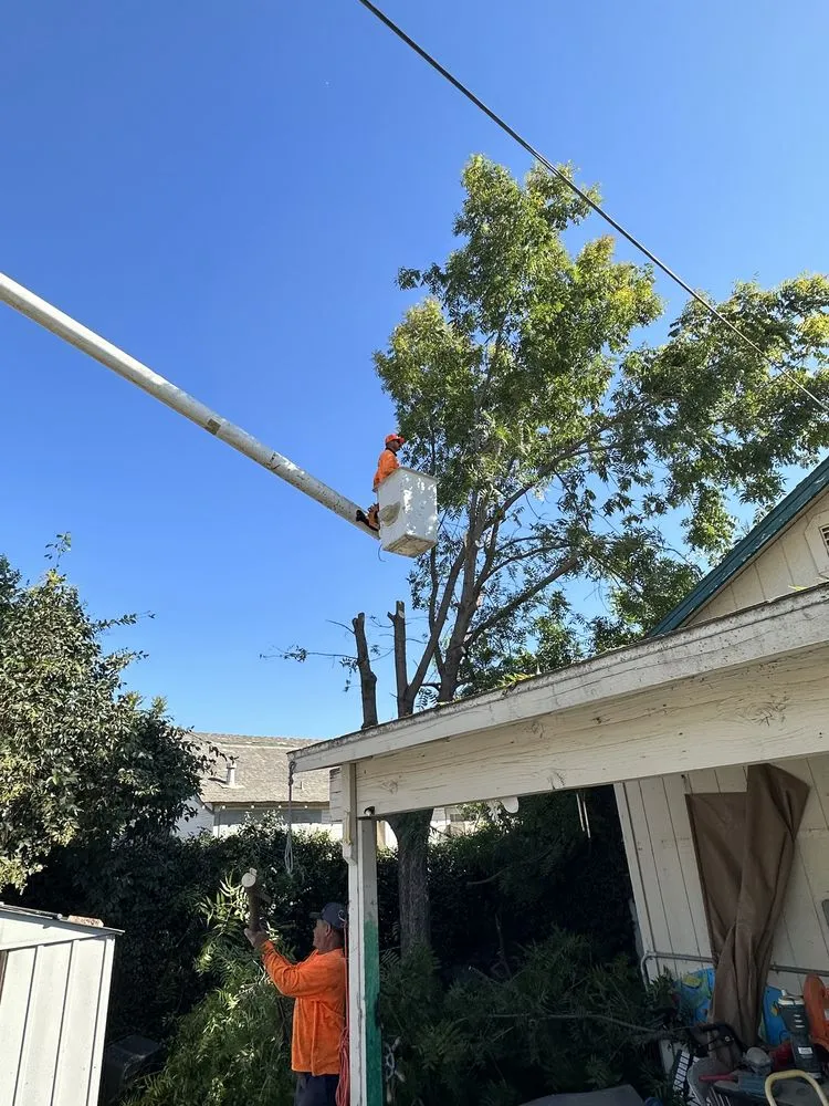 Expert yard maintenance experts serving Farmersville, CA - Greesk Tree Service