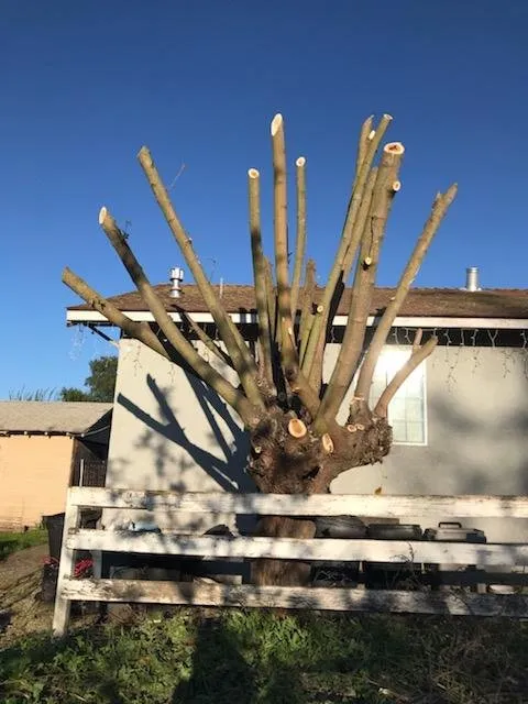 Trusted lawn care service experts serving Hollister, CA - Gregg's Complete Gardening & Landscape