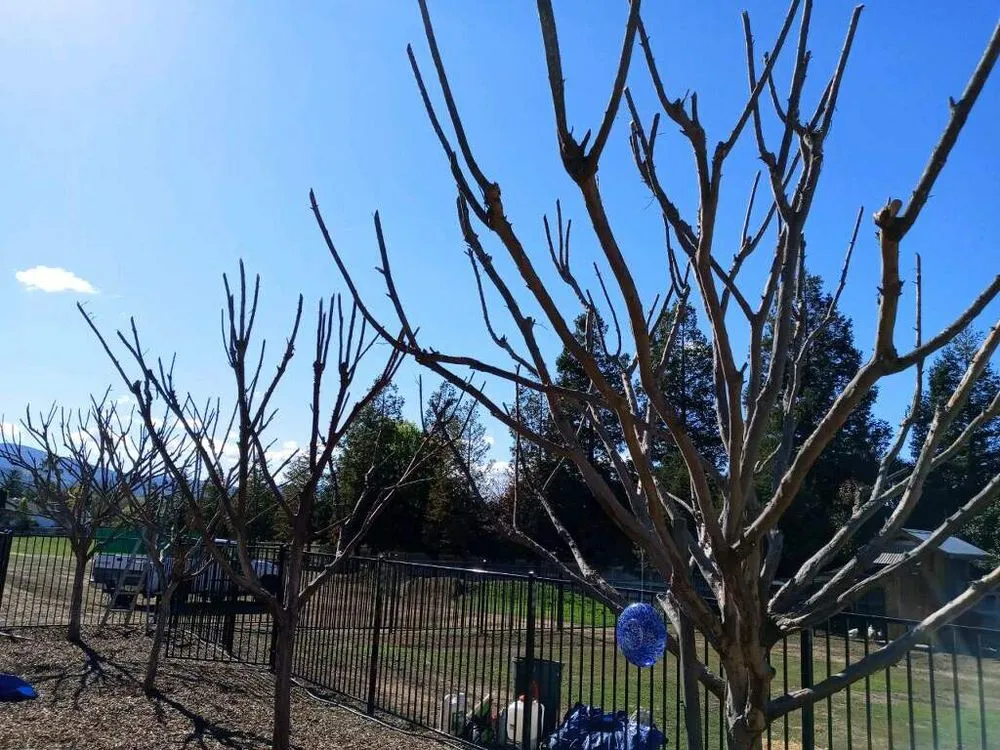 Affordable yard cleanup service experts serving Hollister, CA - Gregg's Complete Gardening & Landscape