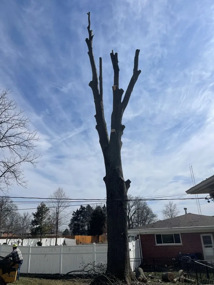 Professional yard maintenance near you in St. Peters, MO by Gregory Tree Service
