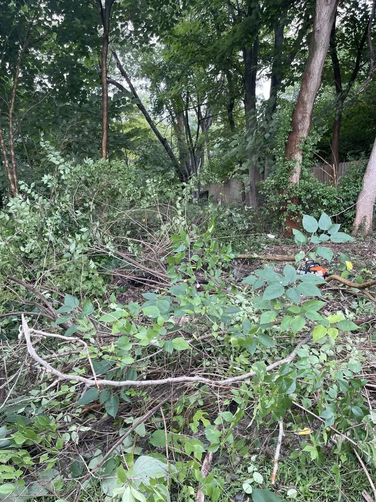 Local landscaping services for year-round maintenance across St. Peters, MO - Gregory Tree Service