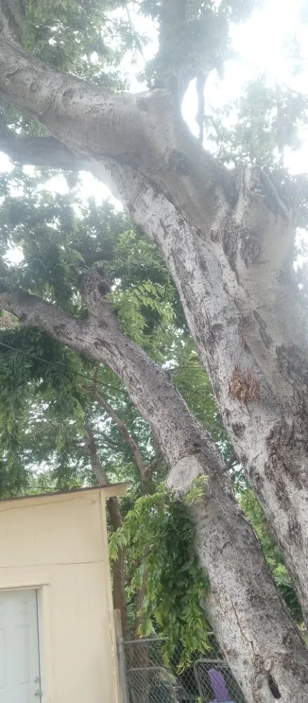 Trusted lawn mowing service in Wichita Falls, TX by Gregs Custom Services