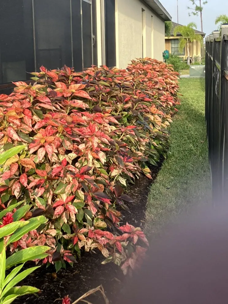 Professional lawn care service in Parrish, FL - Gregs Landscape
