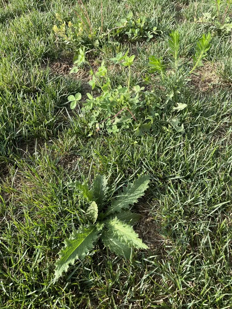 Local landscape installation for outdoor upgrades across Cedar Rapids, IA - Greg's Lawn & Landscaping