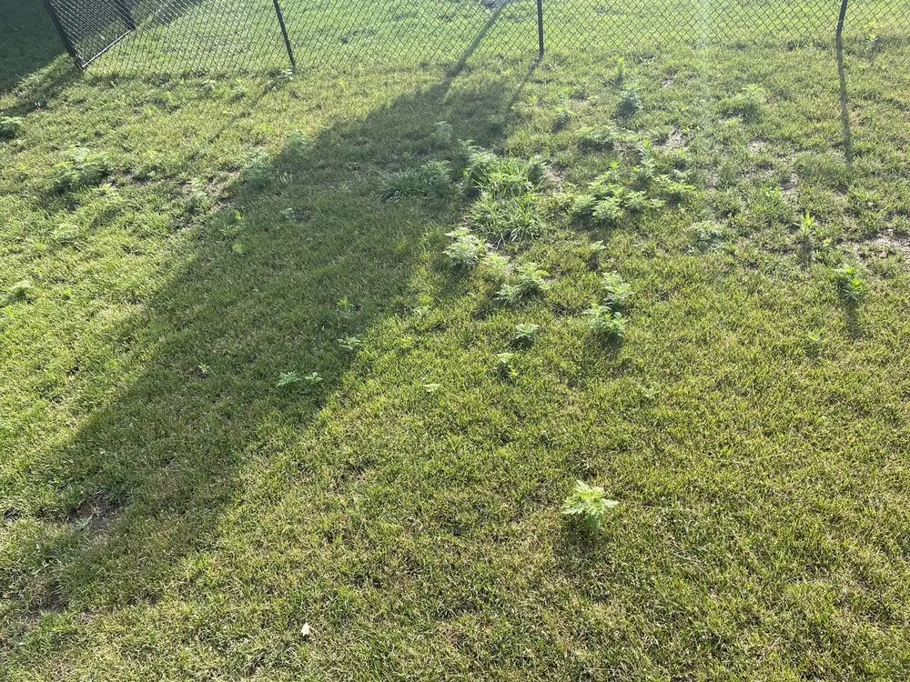 Reliable lawn mowing service in Cedar Rapids, IA by Greg's Lawn & Landscaping