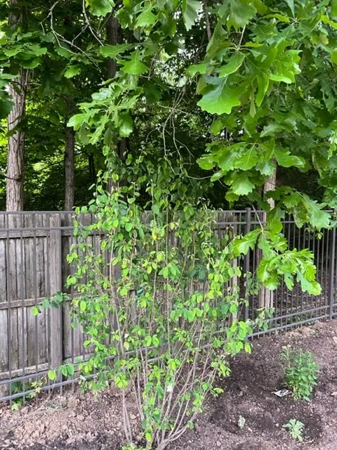 Affordable outdoor landscaping near you in Columbus, OH by Greiner Landscaping