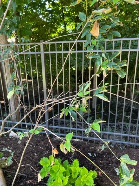 Custom landscaping services for outdoor upgrades across Columbus, OH - Greiner Landscaping