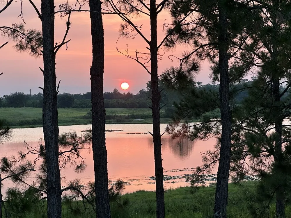 Expert landscaping services near you in Haines City, FL by Grelite Tree Service