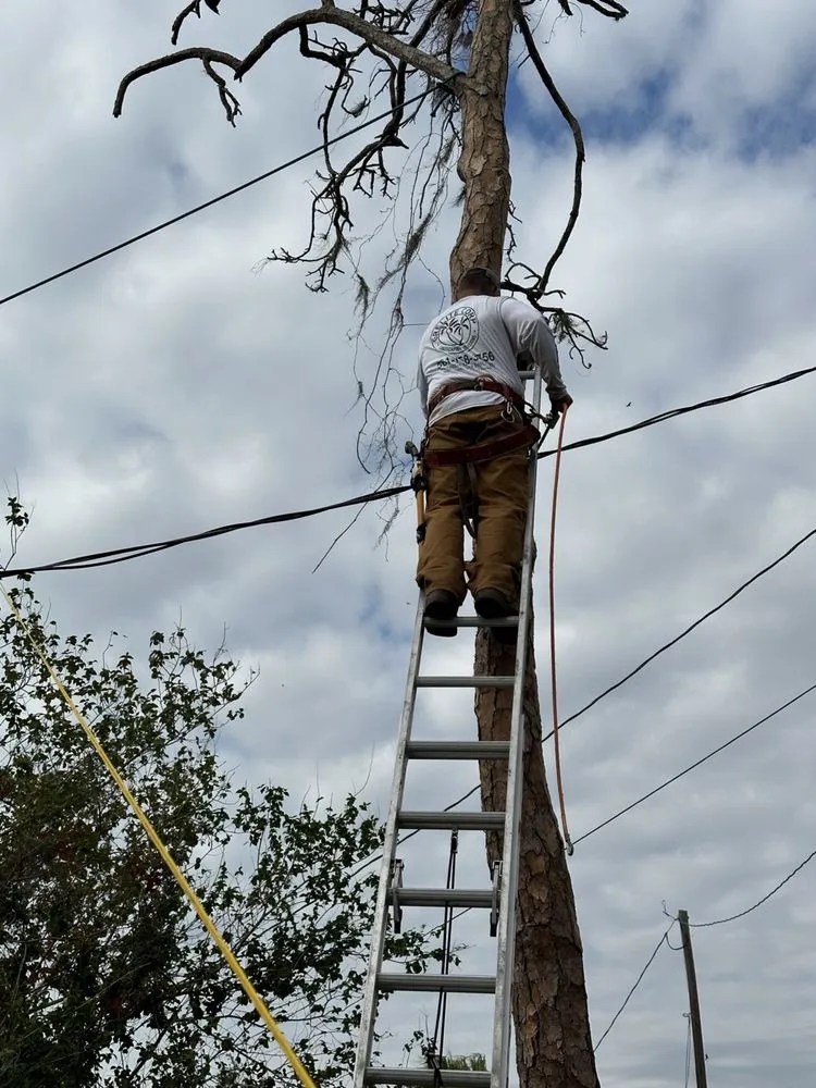 Trusted landscape design in Haines City, FL by Grelite Tree Service