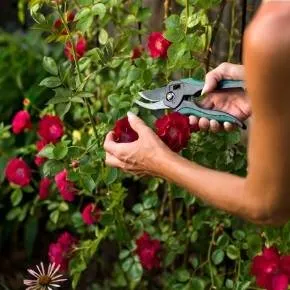 Local landscaping services with custom design in Leucadia, CA by Gresham Landscape and Design