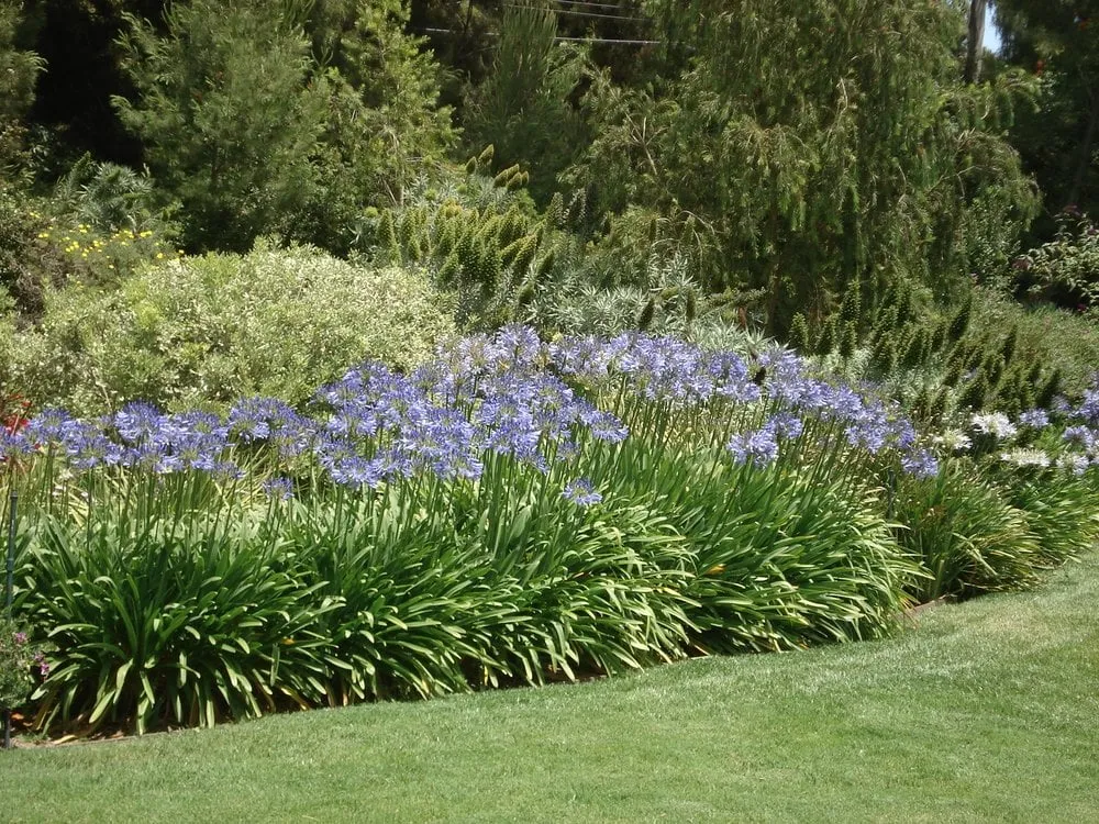 Top-rated landscape design near you in Leucadia, CA by Gresham Landscape and Design