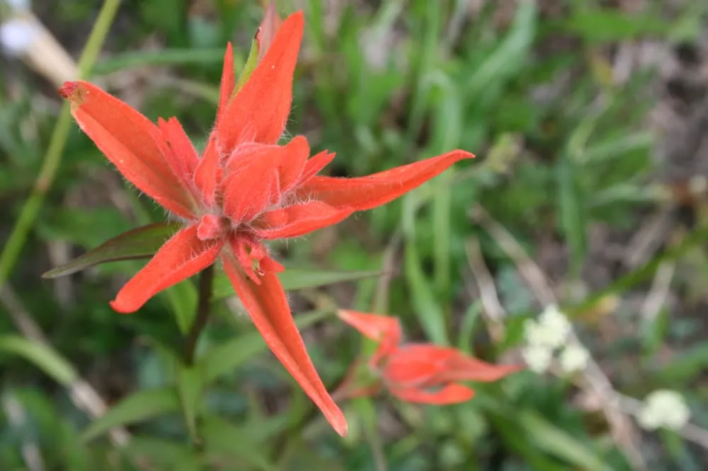 Professional residential landscaping in Lake Forest Park, WA by Grew Up Green