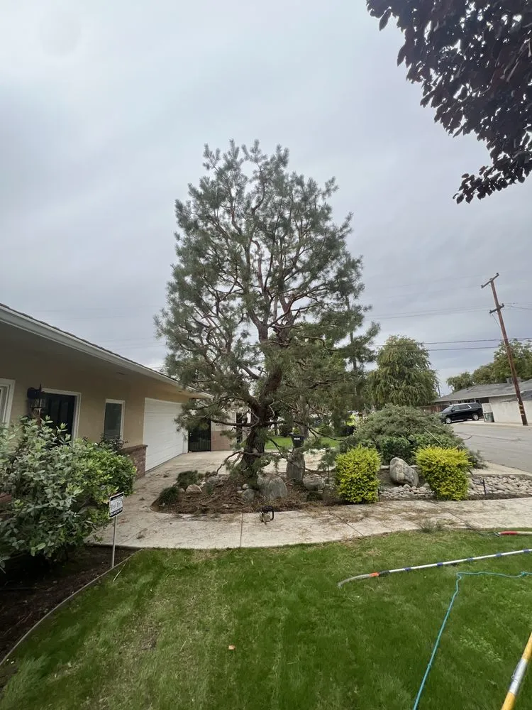 Local lawn care service for beautiful yards in Bakersfield, CA by Grey Elder