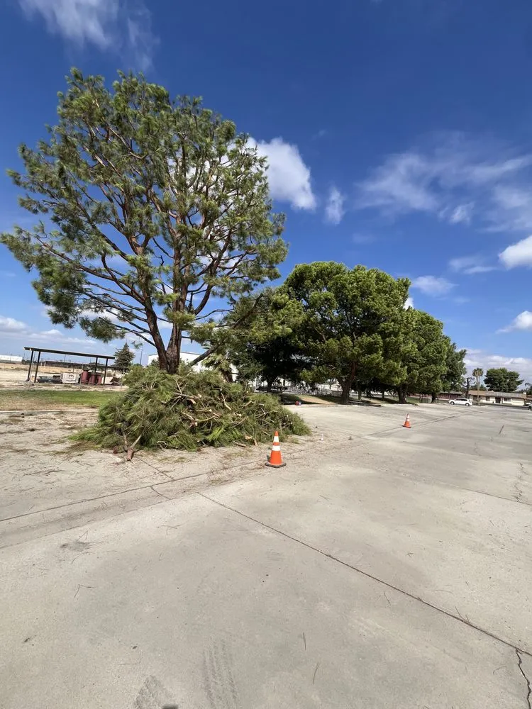 Top-rated yard cleanup service in Bakersfield, CA by Grey Elder