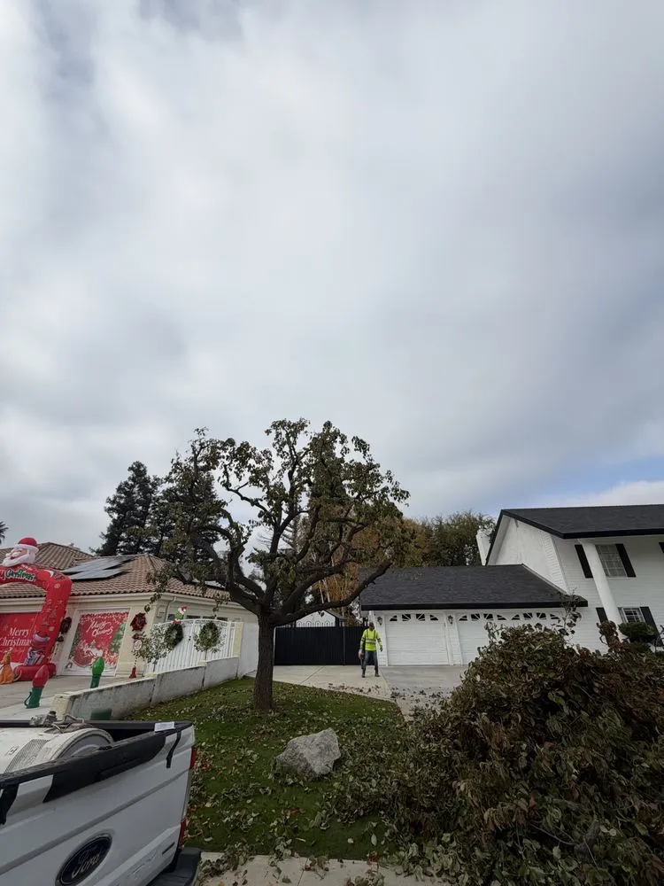 Local residential landscaping in Bakersfield, CA - Grey Elder